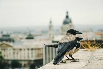 Birds in the city of Budapest