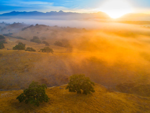 aerial view of oak trees scattered over grassy hills are shrouded in fog at sunrise, Santa Ynez Valley, California