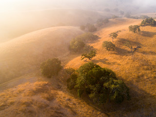 aerial view of oak trees scattered over grassy hills are shrouded in fog at sunrise, Santa Ynez Valley, California