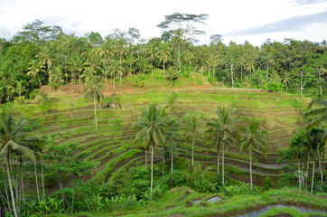 Fototapeta na wymiar Tarasy ryżowe na Bali