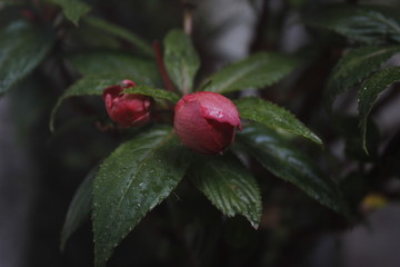 red rose bud