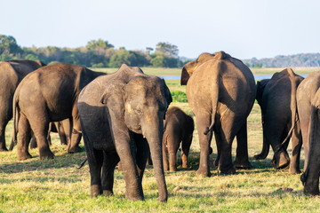 Fototapeta na wymiar Small herd of Asian elephants