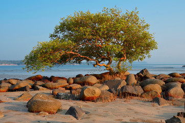 Drzewo na plaży w Indiach, oświetlone zachodzącym słońcem - obrazy, fototapety, plakaty