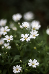 Spring flowers Stellaria holostea white closeup. Stellaria holostea, the addersmeat or greater stitchwort, is a perennial herbaceous flowering plant in the carnation family Caryophyllaceae. Soft focus