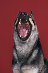 The portrait of a funny young East European Shepherd dog posing indoors yawning on a red background