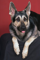 The portrait of a funny young East European Shepherd dog posing indoors lying down on a red background and showing a tongue