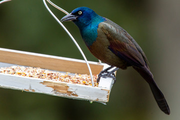 Common Grackle 0668