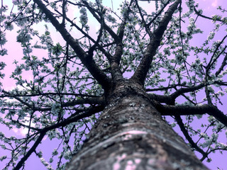 Kirschbaum von unten, mit lila farbenem Himmel.