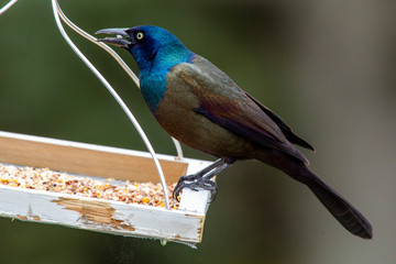Common Grackle 0283