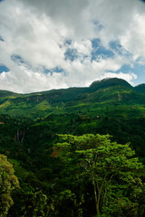 Fototapeta na wymiar Tea plantations as far as the eye can see