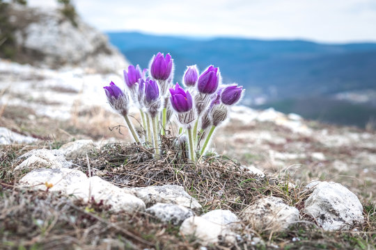 Eastern pasque flower on a hillside close-up