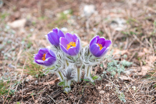 Bush Eastern pasque flower large lan. Beautiful spring purple flowers