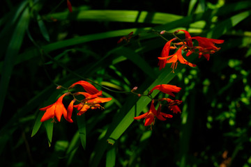 red and yellow flower