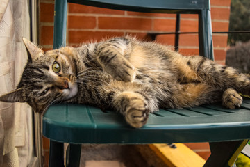 Cat playing on a green chair on the balcony. kitten grimacing on