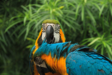 Free birds in the wild
