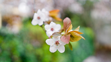 Fototapeta na wymiar White plum blossom. Blooming plum tree. Plum branch blooming in spring.