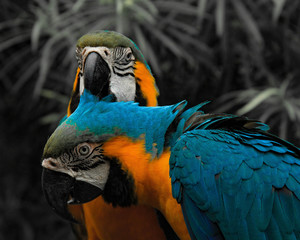 Free birds in the wild