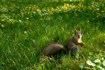 squirrel in the park