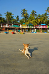 Piesek na plaży Palolem - Goa, Indie