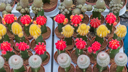 Many Cactus Plants With Flowers