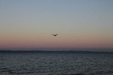 Fototapeta na wymiar Pelican flies across sunset over Cleveland 
