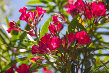 blooming oleander
