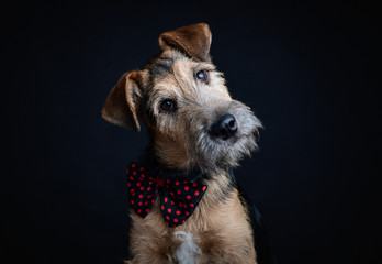 Portrait of an adorable dog on black background, studio shot