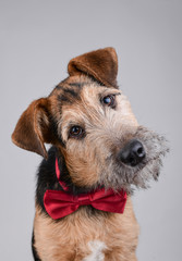 Portrait of an adorable dog with red bow on black background, studio shot