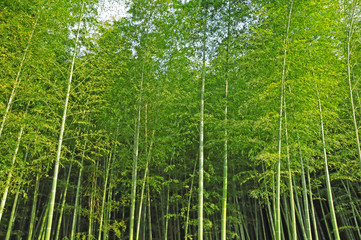 Fototapeta premium 竹林