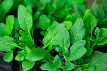 Green seedlings, sprouts growing from the soil, black soil, young