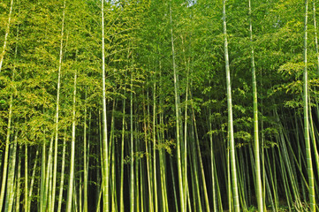 Fototapeta premium 竹林