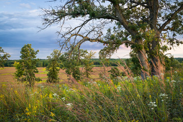 Sunset light washes over and oak savanna and a prairie landscape of autumn hues.