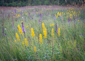 Showy goldenrod and rough blazing star blooming in a late summer prairie landscape.