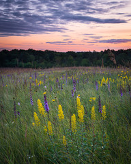 A colorful sunset sky over blooming late summer native wildflowers in a Midwest prairie conservation habitat. © Mark Baldwin