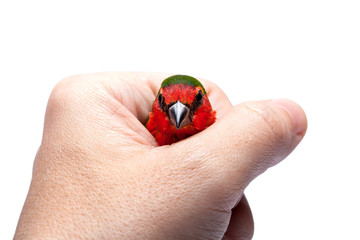 holds in hand green parrot finch with a red head, a small exotic bird close up on a white background on theme of veterinary ornithology with a copy space.