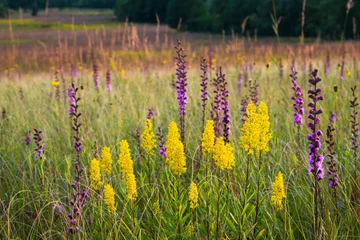 Foto op Plexiglas Native wildflowers and prairie grasses interwoven into a mixture of natural textures and colors. © Mark Baldwin