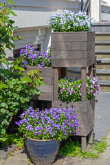 Purple Flowers in Wooden Box Pot