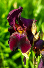 burgundy iris flower in dew drops close-up