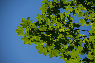 tree branches against the blue sky