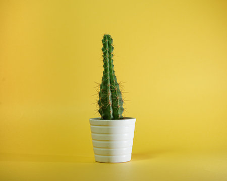cactus in ywllow background