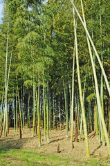 竹の子と竹林