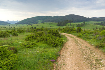 Obraz premium Rhodope Mountains near village of Dobrostan, Bulgaria