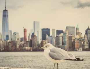A Seagull Enjoying the View in Manhattan, New York City, USA