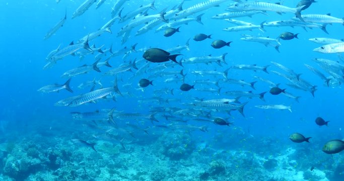 barracuda fish school in tropical ocean scenery with fish and corals