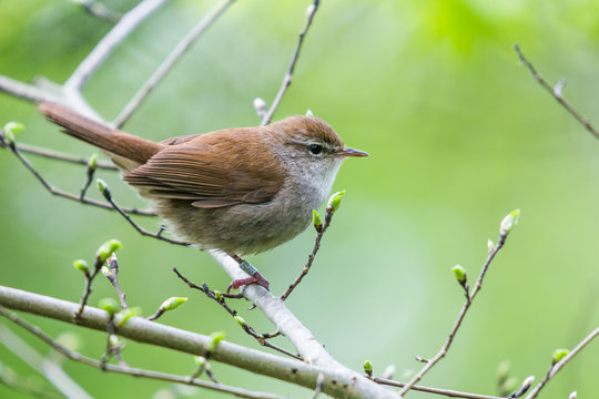 A Cetti's warbler (Cettia cetti)