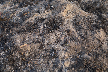 Gray ash with pieces of scale and unburned wood after a fire