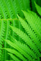  Green Leaf Fern. Green ecological wildlife concept background. Ecology concept. Symbol Wildlife Ecology. Green leaf of fern in the sun. Wildlife concept.