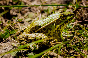 grenouille verte espace vie nature