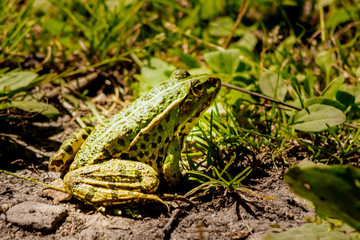 grenouille verte espace vie nature