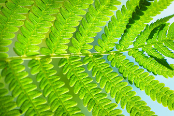 Green background for advertising wildlife. Eco concept. Green Leaf Fern. Symbol Wildlife Ecology. Green background for advertising wildlife.